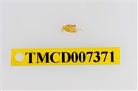 藏品(雙色澤蟹)的圖片